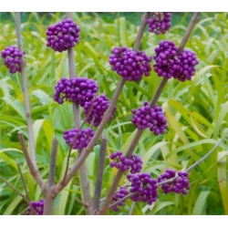 Nasiona Pięknotka bodiniera fioletowa szt.3 PWxx45