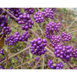 Nasiona Pięknotka bodiniera fioletowa szt.3 PWxx45