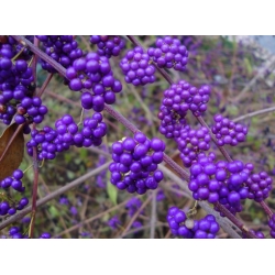 Nasiona Pięknotka bodiniera fioletowa szt.3 PWxx45