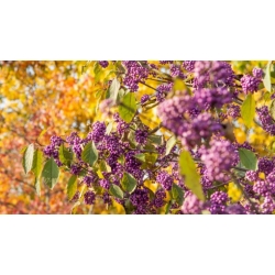 Nasiona Pięknotka bodiniera fioletowa szt.3 PWxx45