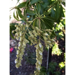 Nasiona Pieris kwiecisty szt.3 PWxx164