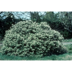 Nasiona Pieris kwiecisty szt.3 PWxx164