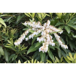 Nasiona Pieris kwiecisty szt.3 PWxx164