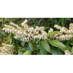 Nasiona Pieris kwiecisty szt.3 PWxx164