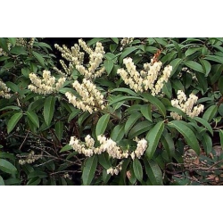Nasiona Pieris kwiecisty szt.3 PWxx164