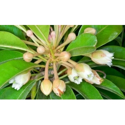 Nasiona Pigwica właściwa Manilkara szt.3 PWxx148