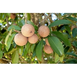 Nasiona Pigwica właściwa Manilkara szt.3 PWxx148