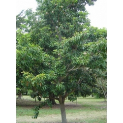 Nasiona Pigwica właściwa Manilkara szt.3 PWxx148