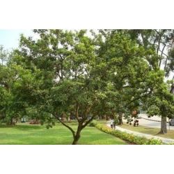 Nasiona Pigwica właściwa Manilkara szt.3 PWxx148