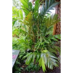 Nasiona Palma Pinanga coronata szt.3 PWxx165