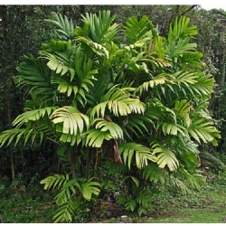 Nasiona Palma Pinanga coronata szt.3 PWxx165