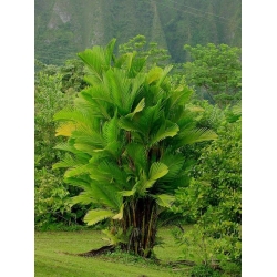 Nasiona Palma Pinanga coronata szt.3 PWxx165