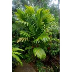 Nasiona Palma Pinanga coronata szt.3 PWxx165