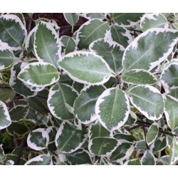 Nasiona Pittosporum garnetti szt.3 PWxx166