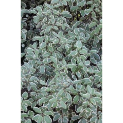 Nasiona Pittosporum garnetti szt.3 PWxx166