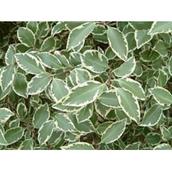 Nasiona Pittosporum garnetti szt.3 PWxx166