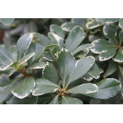 Nasiona Pittosporum garnetti szt.3 PWxx166