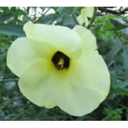 Nasiona Piżmian jadalny Abelmoschus szt.2 PWxx9