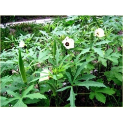 Nasiona Piżmian jadalny Abelmoschus szt.2 PWxx9