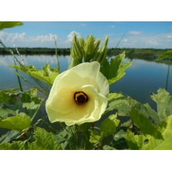 Nasiona Piżmian jadalny Abelmoschus szt.2 PWxx9