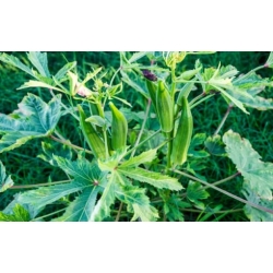 Nasiona Piżmian jadalny Abelmoschus szt.2 PWxx9