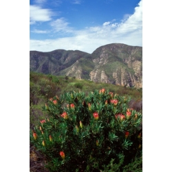 Nasiona Protea repens szt.3 PWxx168