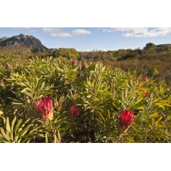 Nasiona Protea repens szt.3 PWxx168