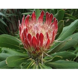 Nasiona Protea obtusifolia szt.3 PWxx167