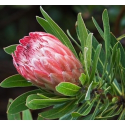 Nasiona Protea obtusifolia szt.3 PWxx167