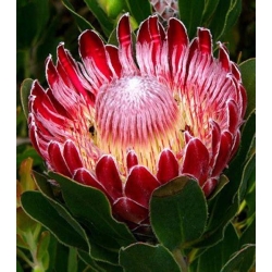 Nasiona Protea obtusifolia szt.3 PWxx167