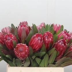 Nasiona Protea obtusifolia szt.3 PWxx167