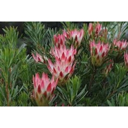 Nasiona Protea repens szt.3 PWxx168