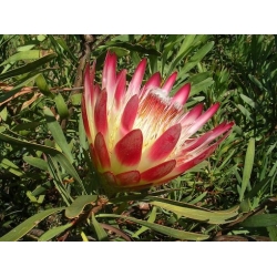 Nasiona Protea repens szt.3 PWxx168