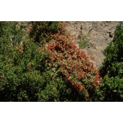 Nasiona Proustia pyrifolia szt.3 PWxx169