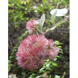 Nasiona Proustia pyrifolia szt.3 PWxx169