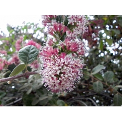 Nasiona Proustia pyrifolia szt.3 PWxx169