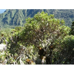 Nasiona Pseudopanax linearis szt.3 PWxx170