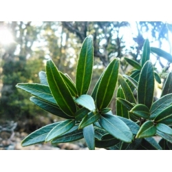 Nasiona Pseudopanax linearis szt.3 PWxx170