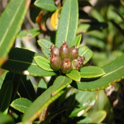 Nasiona Pseudopanax linearis szt.3 PWxx170