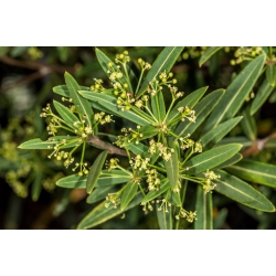 Nasiona Pseudopanax linearis szt.3 PWxx170