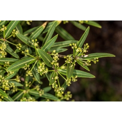 Nasiona Pseudopanax linearis szt.3 PWxx170