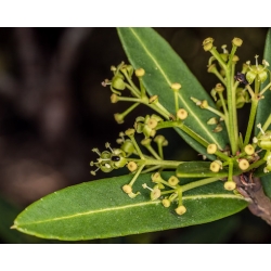 Nasiona Pseudopanax linearis szt.3 PWxx170