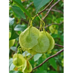 Nasiona Parczelina trójlistkowa Ptelea szt.3 PWxx171
