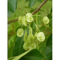 Nasiona Parczelina trójlistkowa Ptelea szt.3 PWxx171