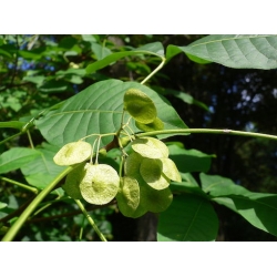 Nasiona Parczelina trójlistkowa Ptelea szt.3 PWxx171