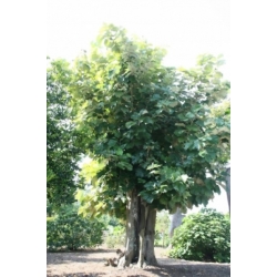 Nasiona Pterospermum acerifolium szt.3 PWxx172