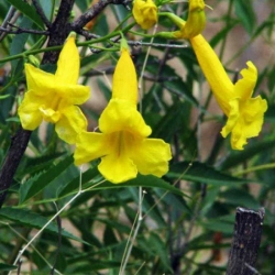Nasiona Pterospermum acerifolium szt.3 PWxx172