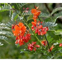 Nasiona Sesbania grandiflora Punicea szt.3 PWxx197