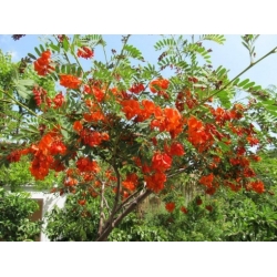 Nasiona Sesbania grandiflora Punicea szt.3 PWxx197