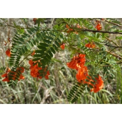 Nasiona Sesbania grandiflora Punicea szt.3 PWxx197